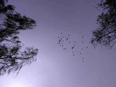 Flight evening diary
