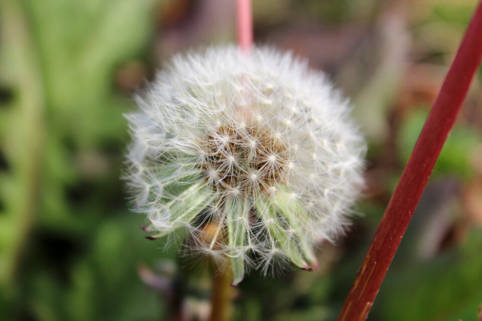 Egret dandelion garden stamen
