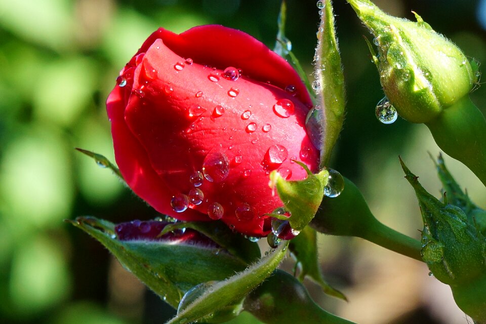 Rosa nature plant