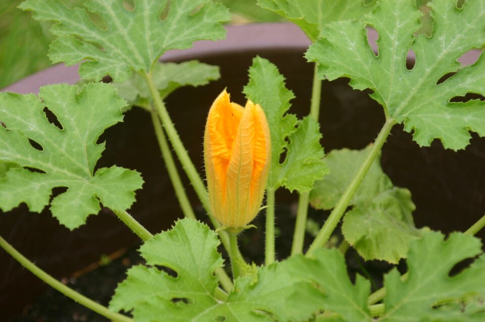 Vegetables garden orange