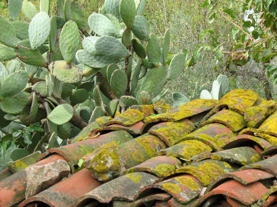 Prickly pears campaign ancient