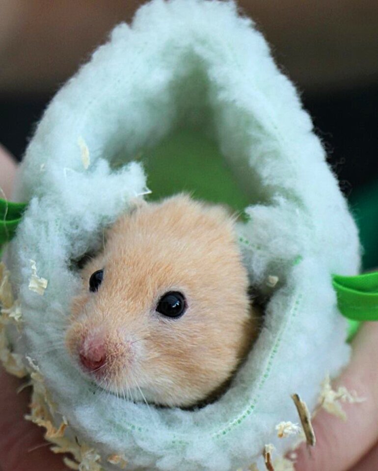 Hamster bounty sleeping bag