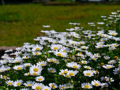 White chrysanthemum green photo