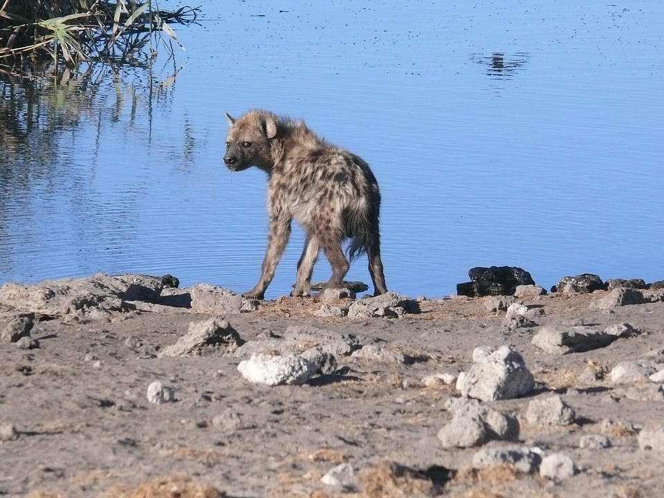 Mammal carnivore wildlife