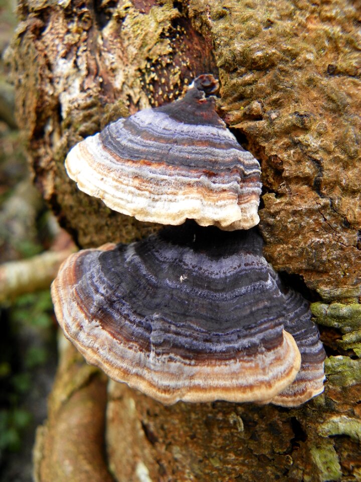 Mushroom nature