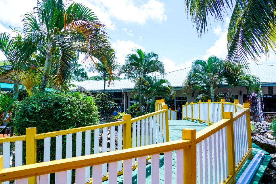 Bridge walkway palm trees