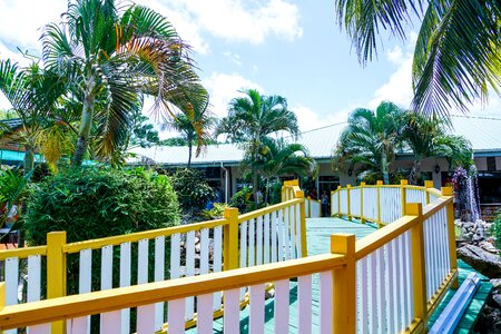 Bridge walkway palm trees