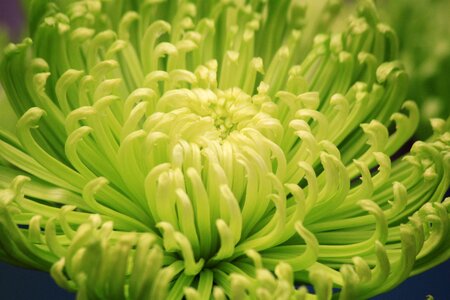 Mum floral nature