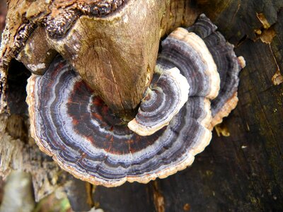 Mushroom nature