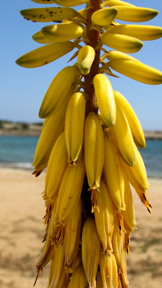 Yellow flora blooming