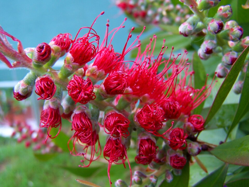 Callistemon flower red