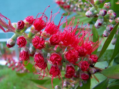 Callistemon flower red