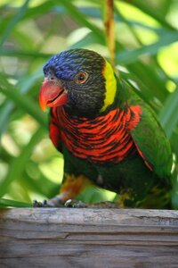 Parrot colorful wildlife photo