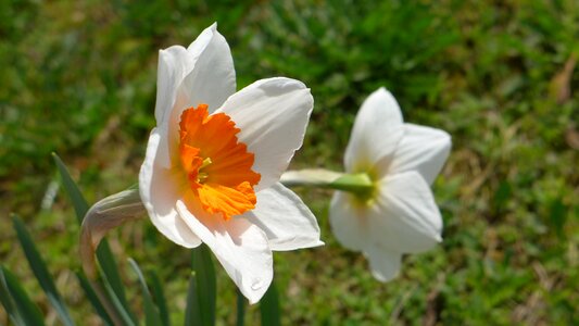 Bi color white orange photo