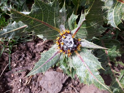 Bloom plant botanical