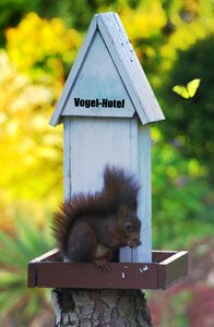 Garden nature mammal