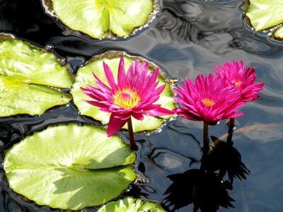 Lily nature aquatic photo