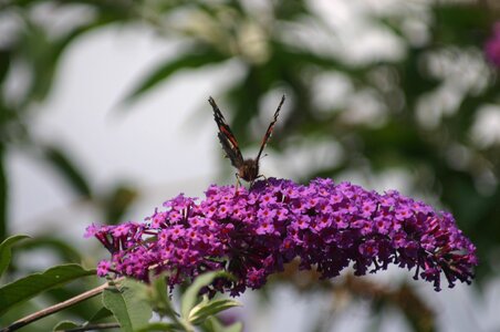 Butterfly summer garden photo