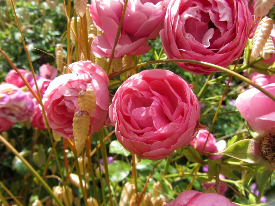 Pink flower rosebush