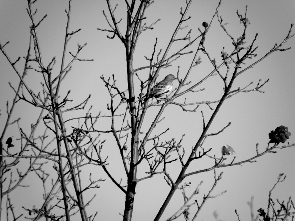 Nature wildlife animal