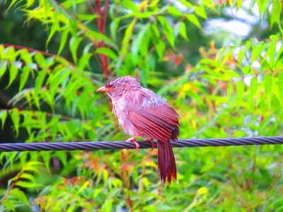 Beak feather autumn