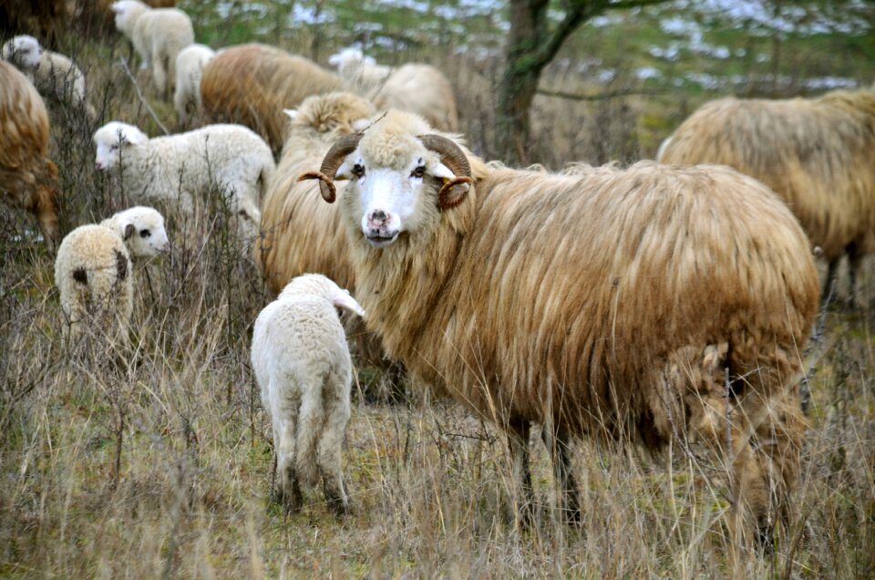 Pasture excursion mountains
