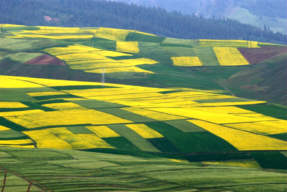 Ye tian golden flower rape