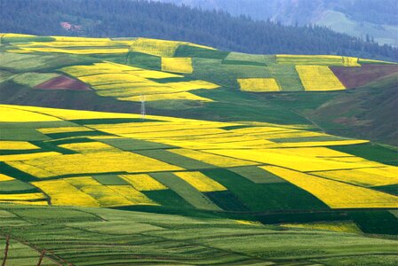 Ye tian golden flower rape