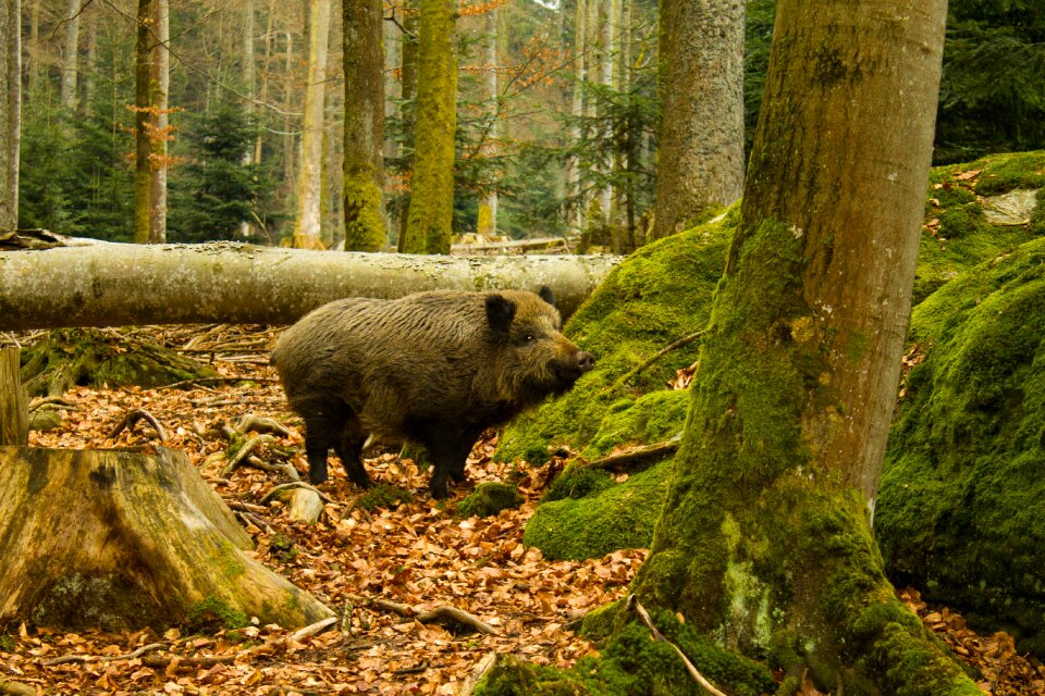 Boar national park bayrischerwald nature