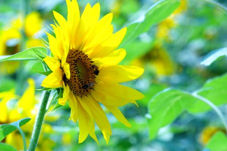 Solar plants yellow photo