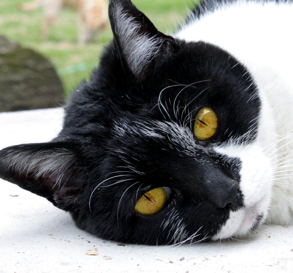 Black rescue portrait