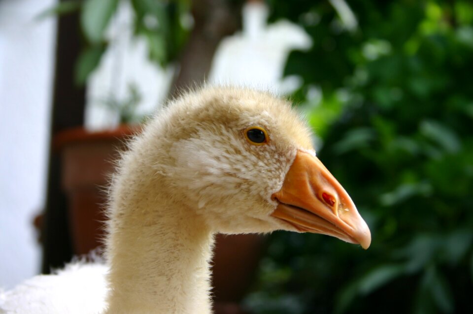 Bio livestock bill
