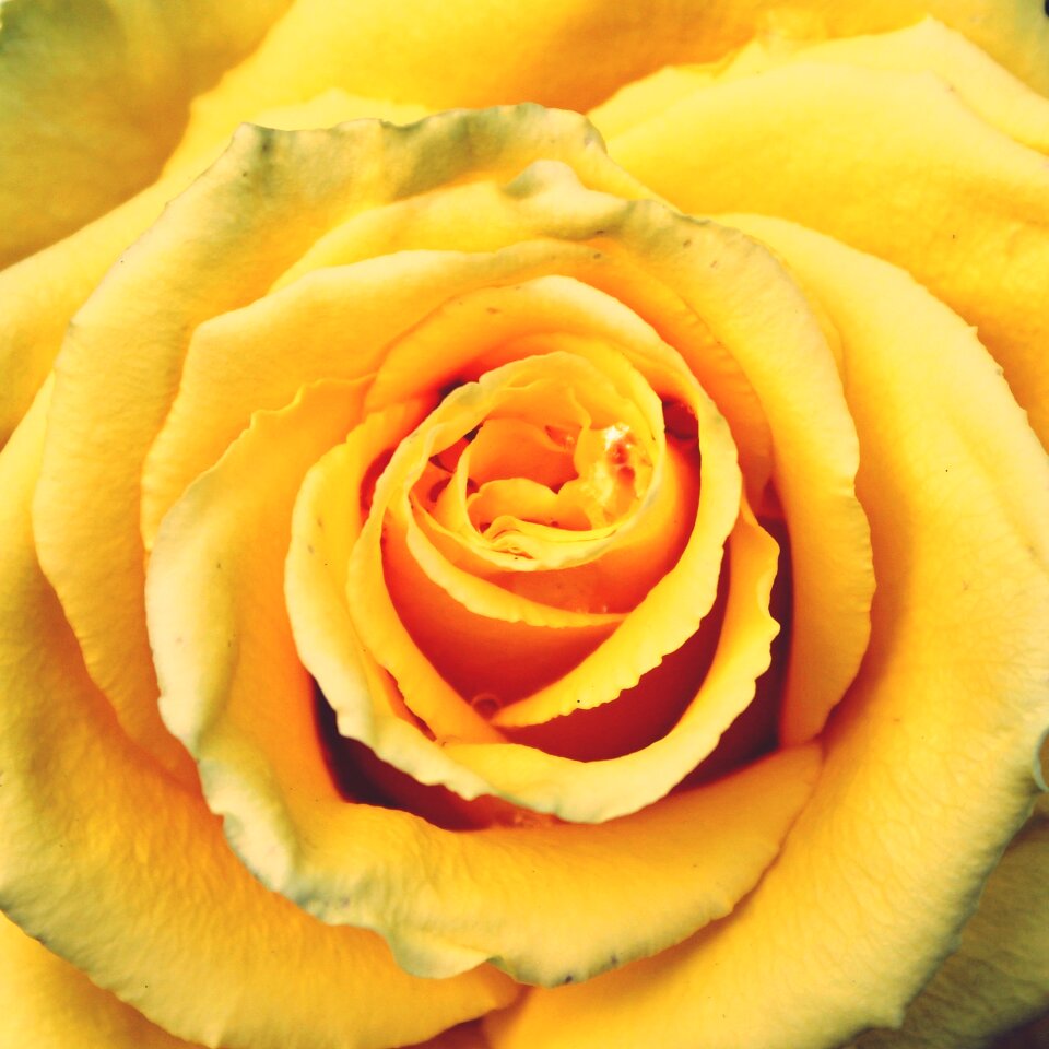 Flower blossom bloom