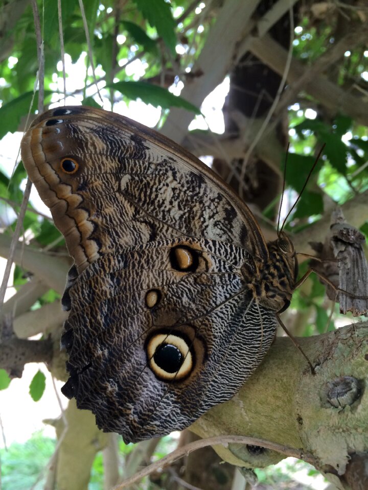 Nature insect