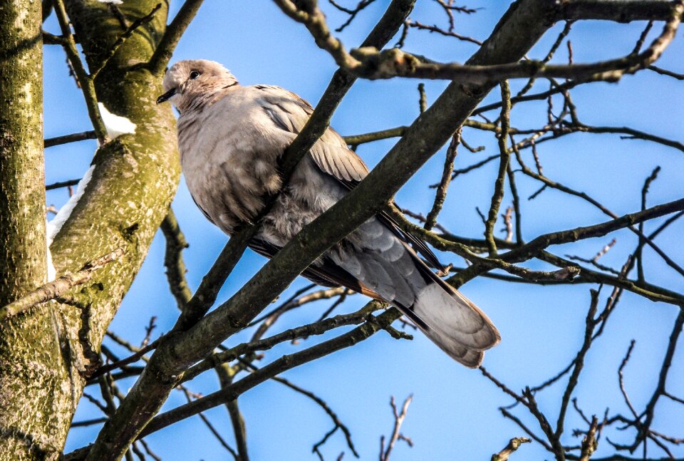 Bird animal freedom