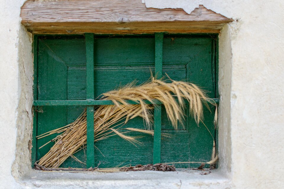 Nature agriculture wheat