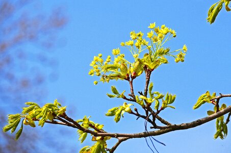 Foliation spring yellow green