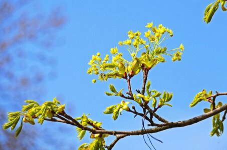 Foliation spring yellow green photo