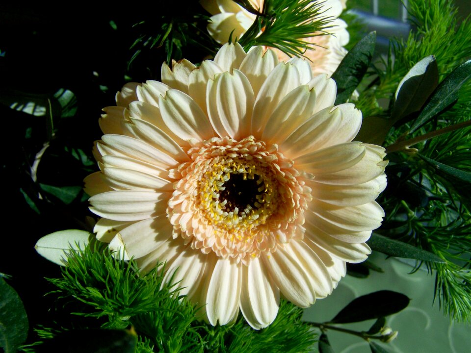 Bunch of flowers gerbera cut flower