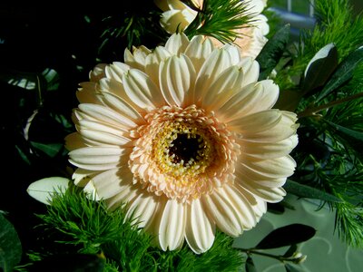 Bunch of flowers gerbera cut flower