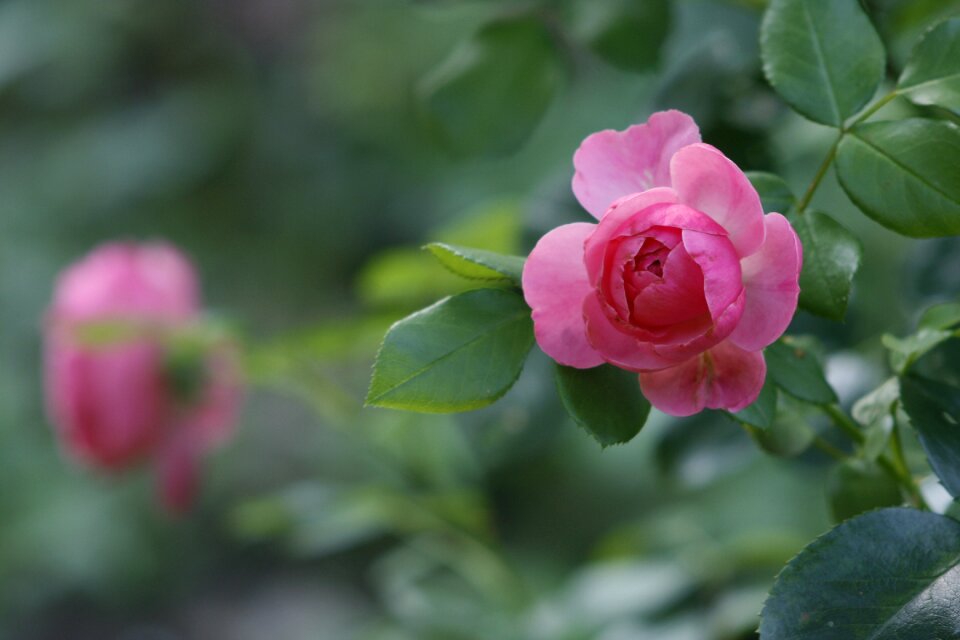 Blossom romantic petal