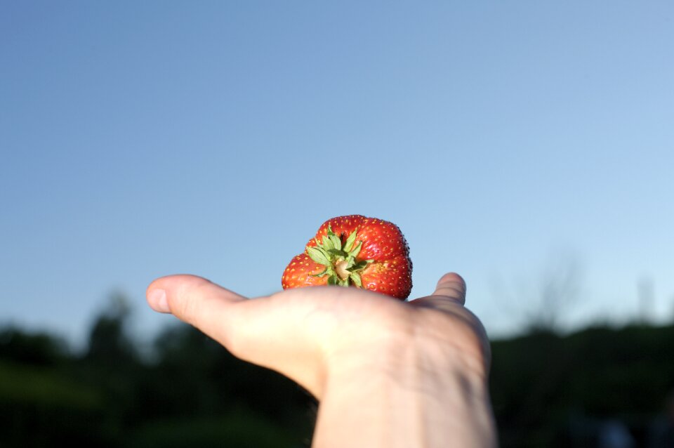 Fruit vegetables grow