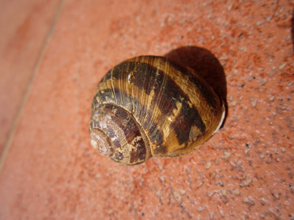 Spiral round brown