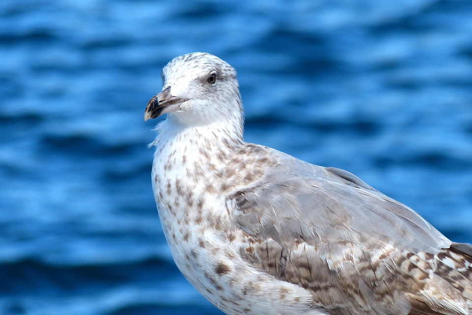 Water bird sea denmark