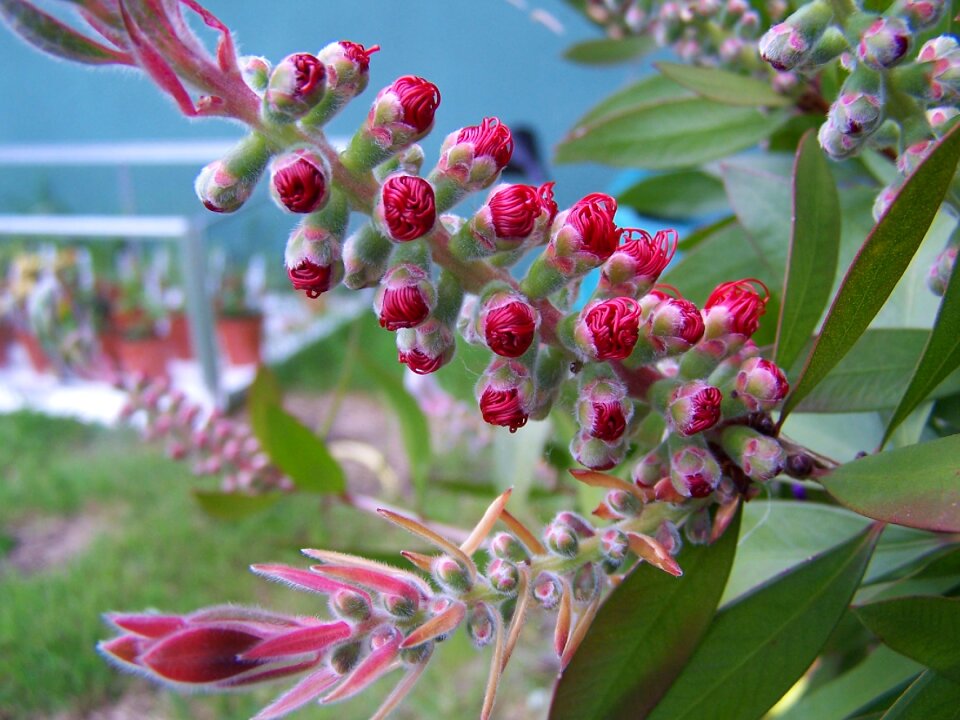 Callistemon flower red