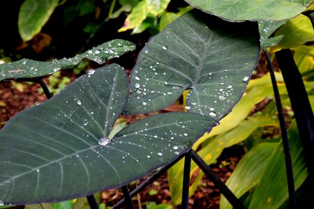 Botanical nature tropical