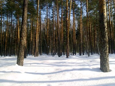 Winter forest landscape pine photo