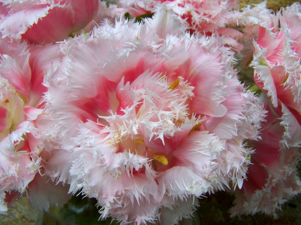 Tulip bouquet pale pink cut flower