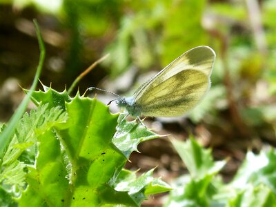 Pieris rapae lepidopteran thistle