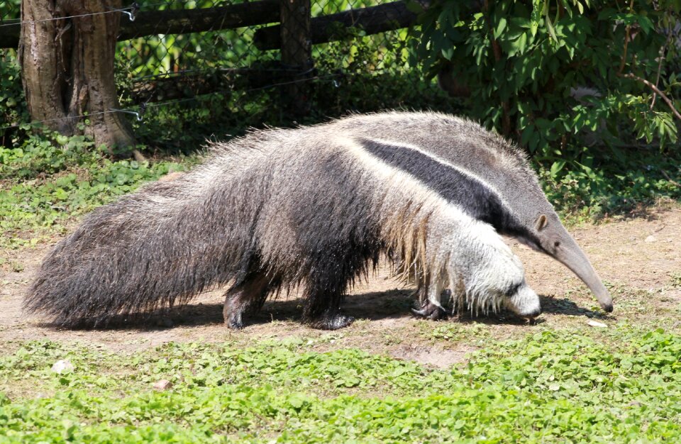 Pilosa mammal nature